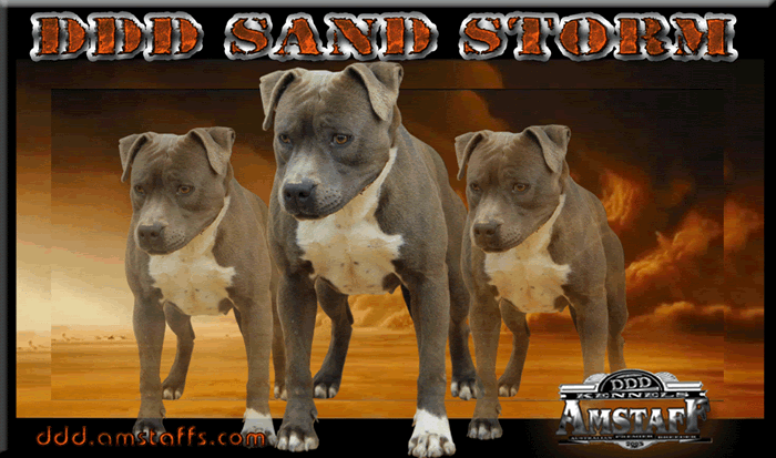 DDDawgs Sand Storm